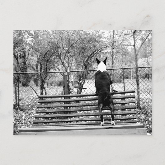 ブルテリア ポストカード (正面)