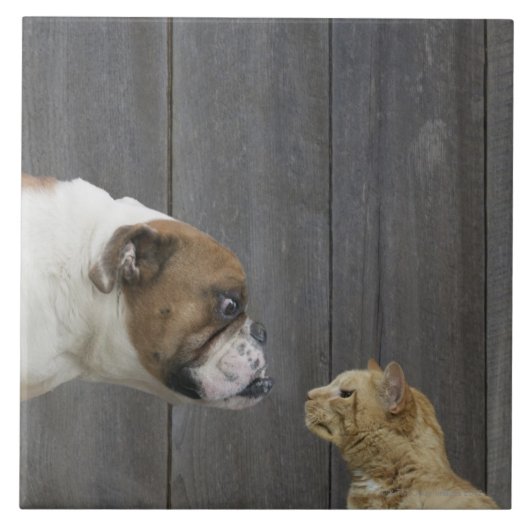 ブルドッグおよび猫は立場でさしせまっています タイル (正面)