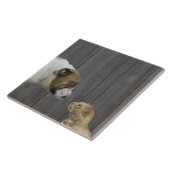 ブルドッグおよび猫は立場でさしせまっています タイル (側面)