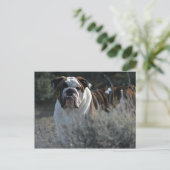 ブルドッグのポストカード ポストカード (スタンド正面)