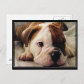 ブルドッグの子犬 ポストカード (正面/裏面)