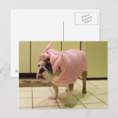 ブルドッグの衣装 ポストカード (正面/裏面)