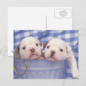 ブルドッグはイギリスのブルドッグと呼ばれることが多かった。 ポストカード (正面/裏面)