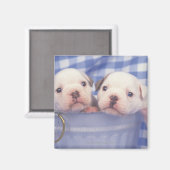 ブルドッグはイギリスのブルドッグと呼ばれることが多かった。 マグネット (正面/裏面)