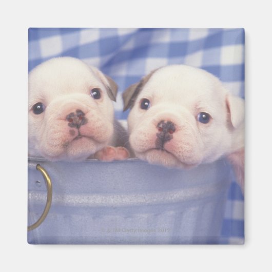 ブルドッグはイギリスのブルドッグと呼ばれることが多かった。 マグネット (正面)