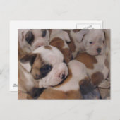 ブルドッグパピースポストカード ポストカード (正面/裏面)