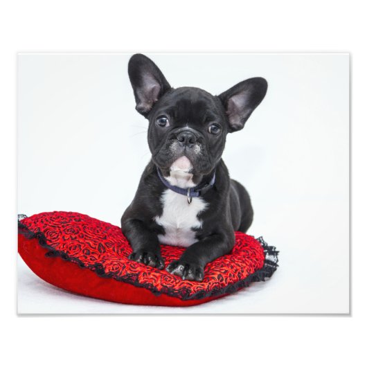ブルドッグパピー フォトプリント            (正面)