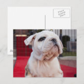 ブルドッグパピー ポストカード (正面/裏面)