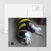 ブルドッグビー ポストカード (正面/裏面)