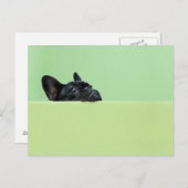 ブルドッグフランスのの子犬が壁の上を覗いている ポストカード (正面/裏面)