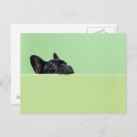 ブルドッグフランスのの子犬が壁の上を覗いている ポストカード (正面/裏面)