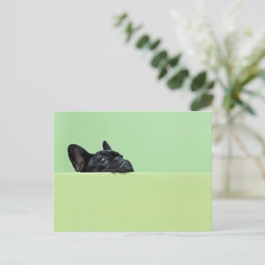 ブルドッグフランスのの子犬が壁の上を覗いている ポストカード (スタンド正面)