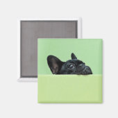 ブルドッグフランスのの子犬が壁の上を覗いている マグネット (正面/裏面)