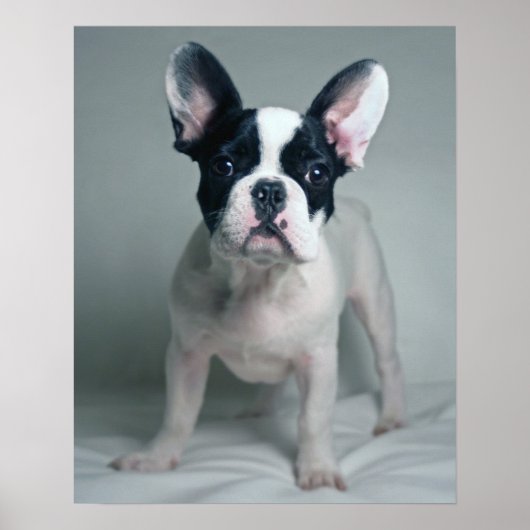 ブルドッグフランスのの子犬に注意を ポスター (正面)