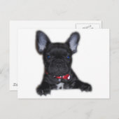 ブルドッグフランスのの子犬 ポストカード (正面/裏面)