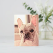 ブルドッグフランスのの子犬 ポストカード (スタンド正面)