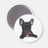 ブルドッグフランスのの子犬 マグネット (正面/裏面)