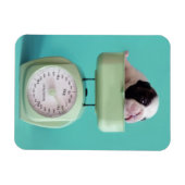 ブルドッグフランスのの子犬 マグネット (横)