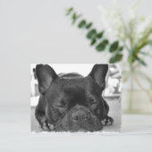 ブルドッグフランスのはがき ポストカード (スタンド正面)