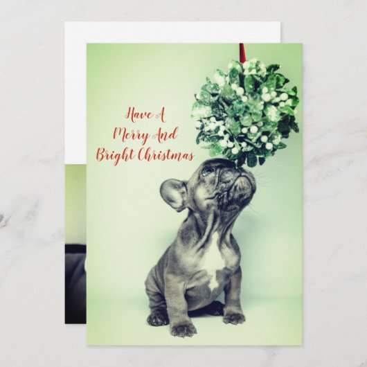 ブルドッグフランスの子犬ミスタルトウ明メリーるい シーズンカード (正面/裏面)