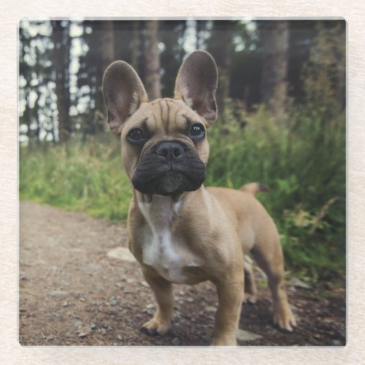 ブルドッグフランスの装飾用クッション ガラスコースター (正面)