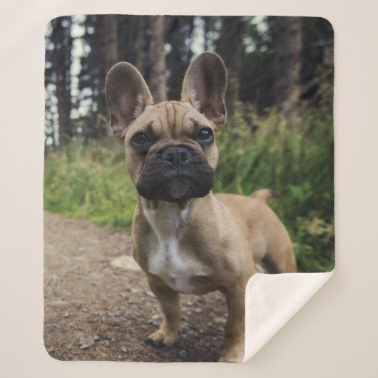ブルドッグフランスの装飾用クッション シェルパブランケット (正面)