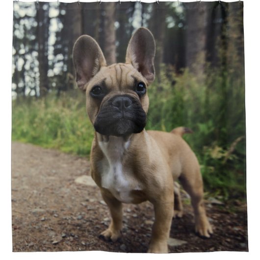 ブルドッグフランスの装飾用クッション シャワーカーテン (正面)