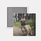 ブルドッグフランスの装飾用クッション マグネット (正面/裏面)