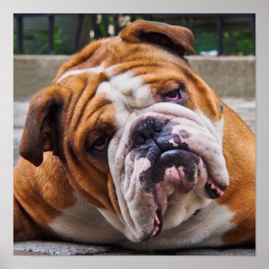 ブルドッグポスター ポスター (正面)