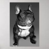 ブルドッグ芸術的スマイルの写フランスの真 ポスター (正面)