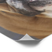 ブルドッグ顔 – 英語ブルドッグ,ブラウン ポスター (角)