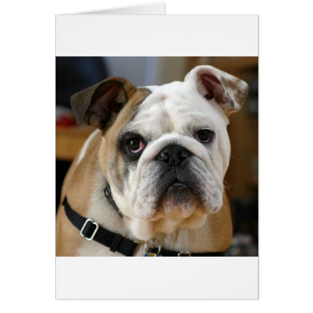 ブルドッグ (正面)