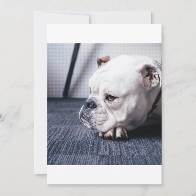 ブルドッグ (正面)