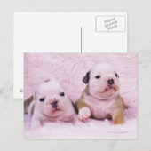 ブルドッグ；しばしば英語ブルドッグと呼ばれる。は ポストカード (正面/裏面)