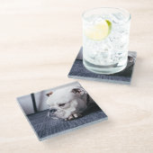 ブルドッグ ガラスコースター (アングル)