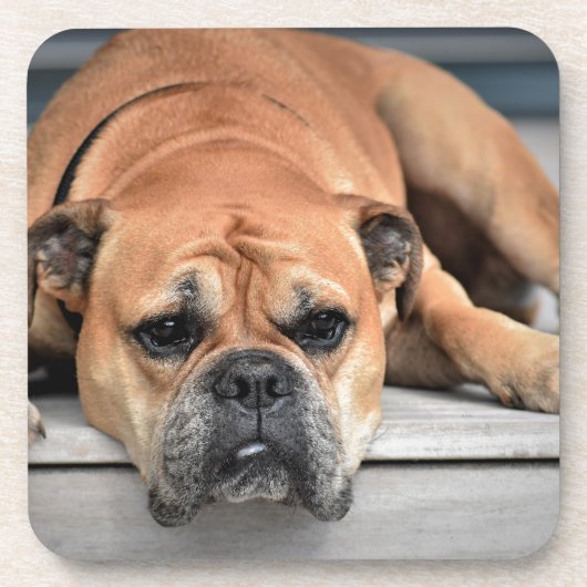 ブルドッグ コースター (正面)