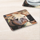 ブルドッグ スクエアペーパーコースター (アングル)