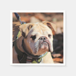 ブルドッグ スタンダードカクテルナプキン