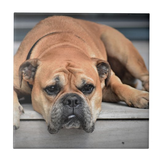 ブルドッグ タイル (正面)