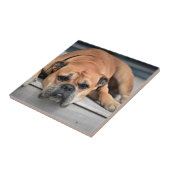 ブルドッグ タイル (側面)