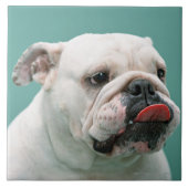 ブルドッグ タイル (正面)