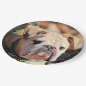 ブルドッグ ペーパープレート (アングル)