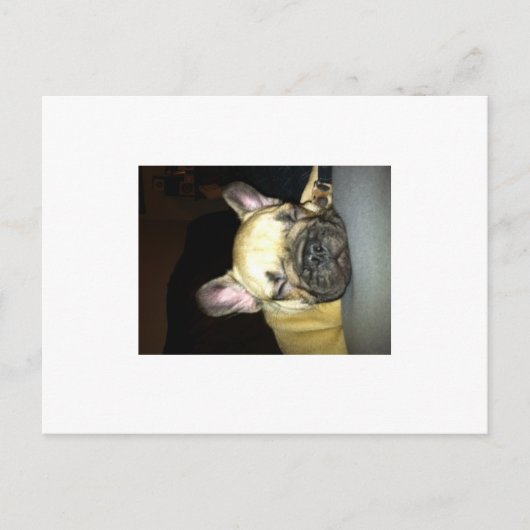 ブルドッグ ポストカード (正面)