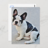 ブルドッフランスのグワンちゃんのはがき ポストカード (正面/裏面)