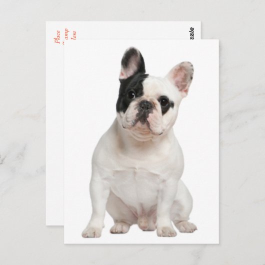 ブルドッフランスのグワンちゃんのはがき ポストカード (正面/裏面)