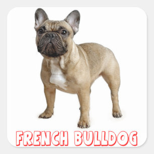 ブルドフランスのッグの子犬赤 スクエアシール