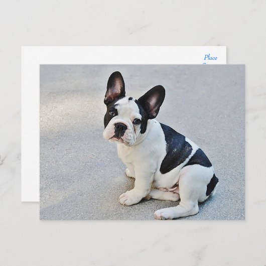 ブルドフランスのッグ犬のはがき ポストカード (正面/裏面)
