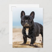 ブルドフランスのッグ遊・イン・ザ・サンド ポストカード (正面/裏面)