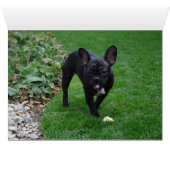 ブルドフランスのッグ (内部横(下))