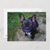 ブルドフランスのッグ ポストカード (正面/裏面)